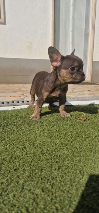 Menina bulldog frances blue tan