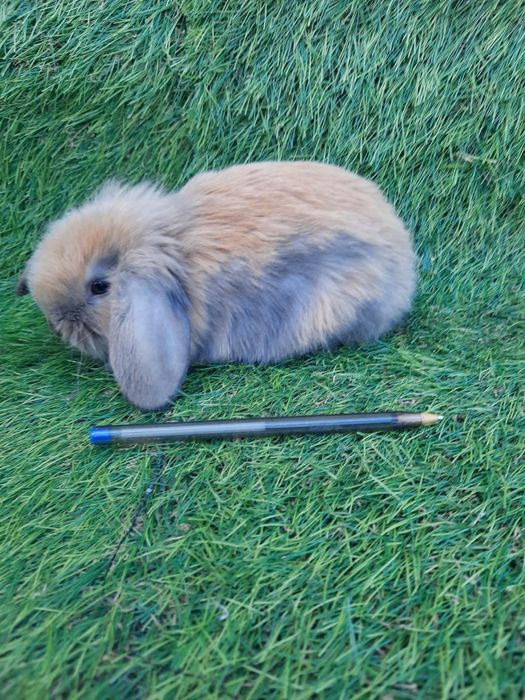 Coelhos anões várias raças