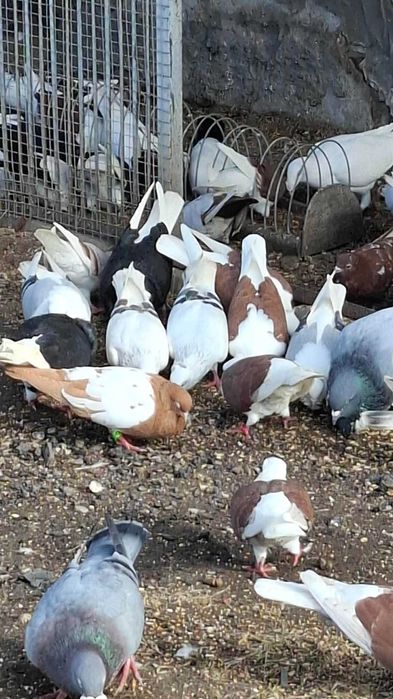 Gołębie  ozdobne rasowe