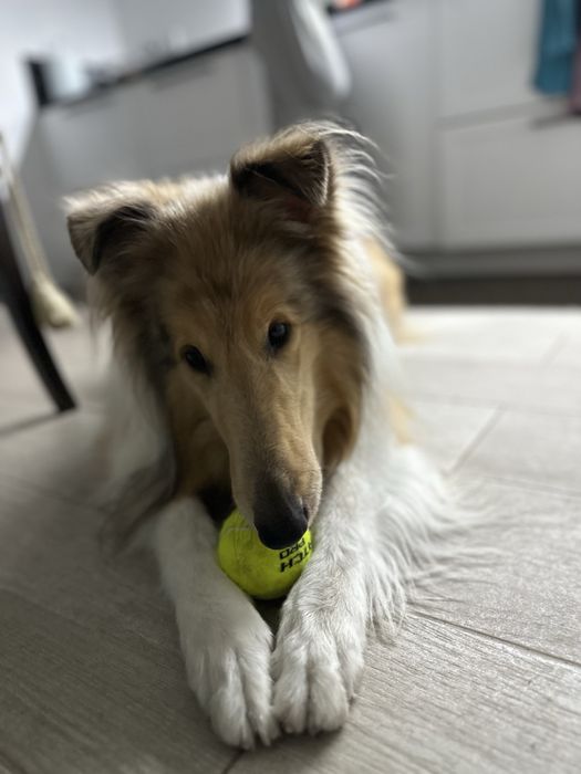 DogWalking/ Petsitting