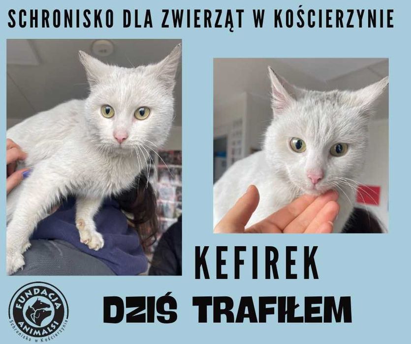Znaleziono białego kocura