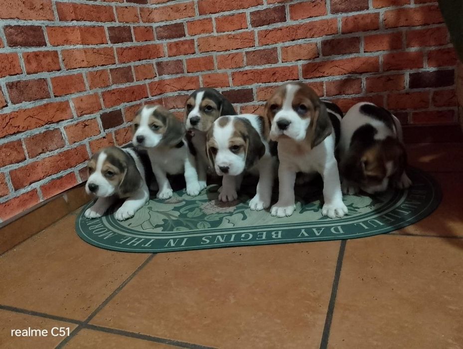 Beagle chłopiec śliczny