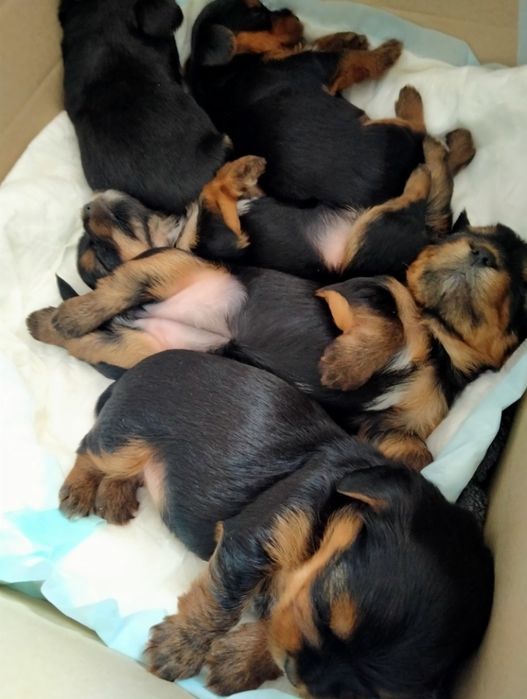 Йорк вязка собаки.