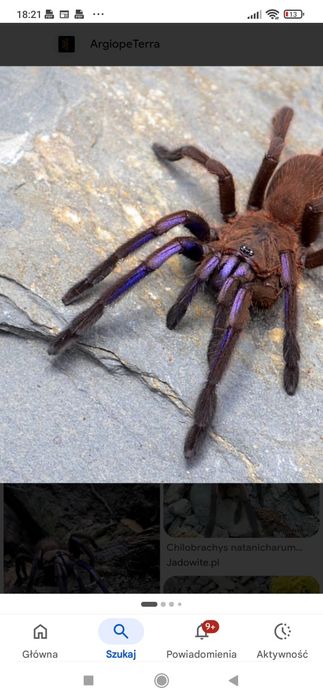 Chilobrachys  Nataniachum