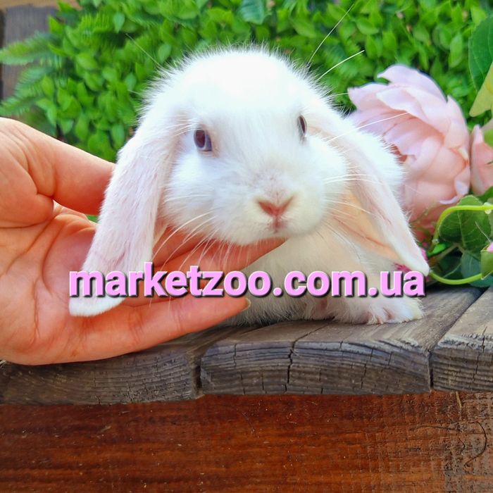 Карликовые мини кролики,мiнi висловухий вислоухий баранчик mini lop