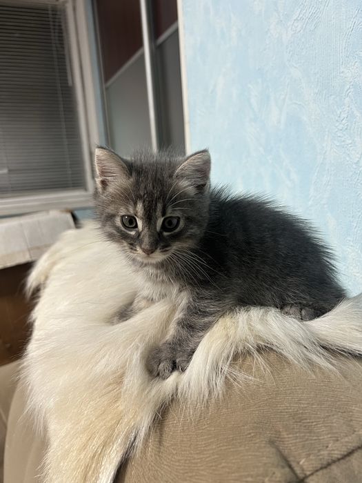 Отдам бесплатно котят