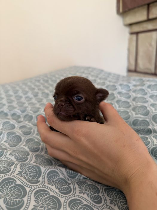 chihuahua krótkowłosa chłopiec xxs do rezerwacji