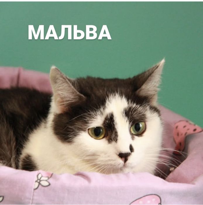 молода киця Мальва, 1 рік