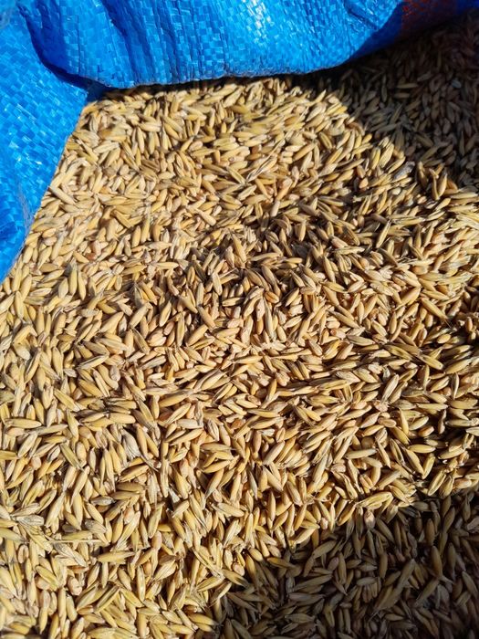 Mieszanka zbożowa czyszczona