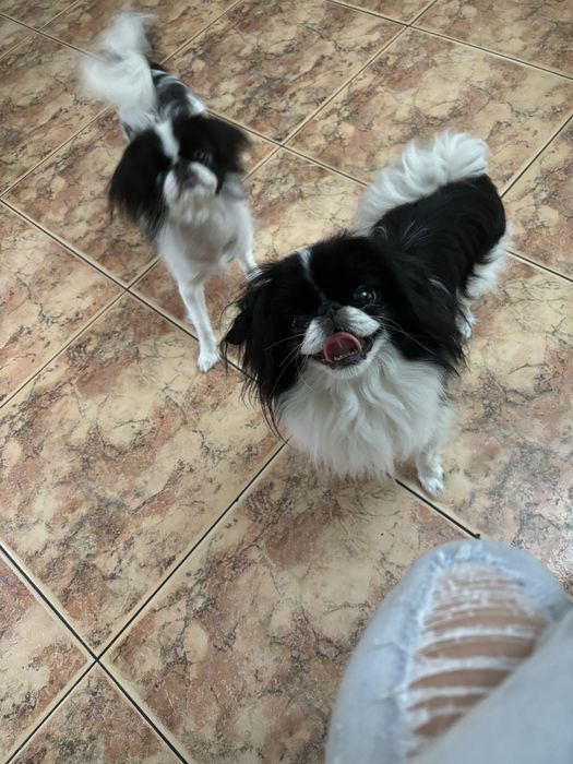 Chin japoński japan chin