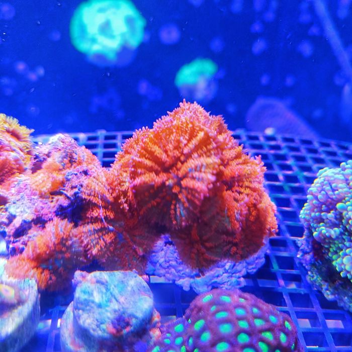 Corais vários moles discossomas Spiderman