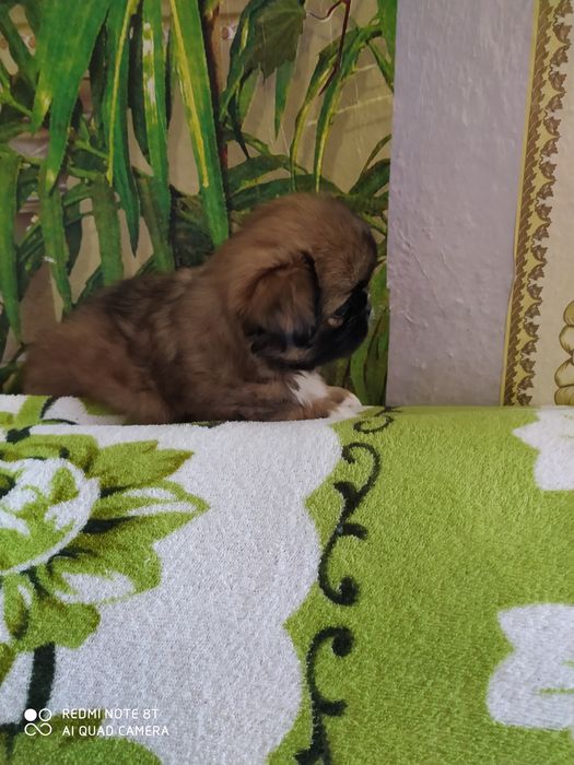 Продам привиті цуценят королівського пекінес