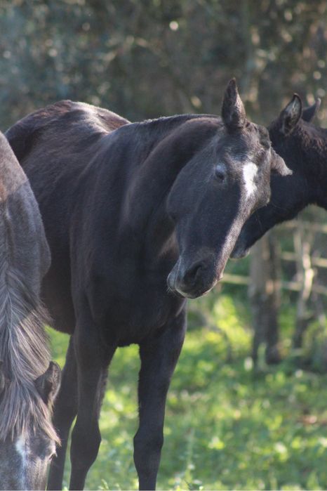 Poldra Ubana muito tipica