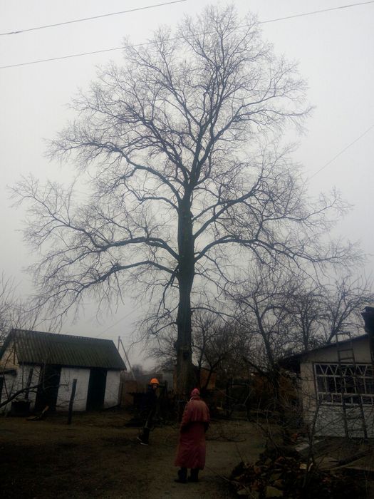 Спил аварійних дерев будь-якої складностi