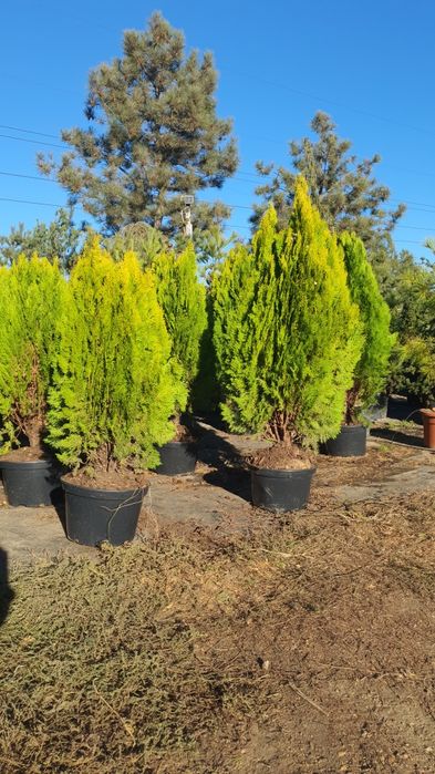 Туя Aurea Nana (Ауреа Нана) сосна кримська