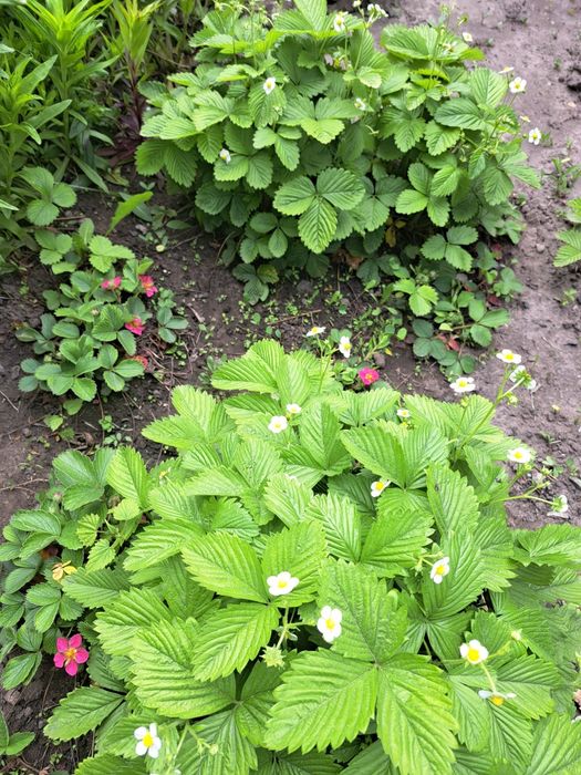 Квіти, багаторічники, 8 різних на 160грн!