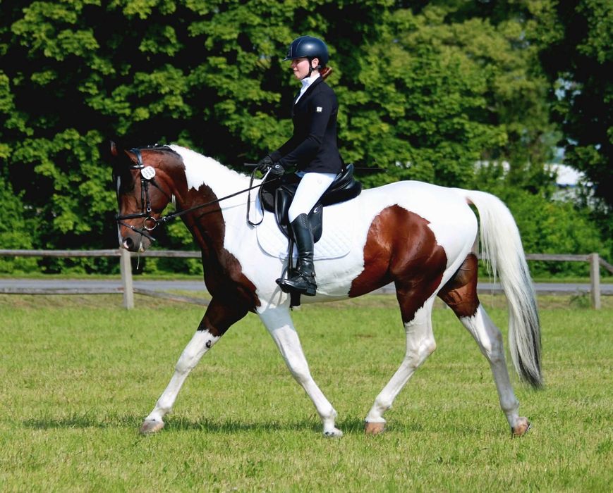 Stanówka. Ogier małopolski. Krycie