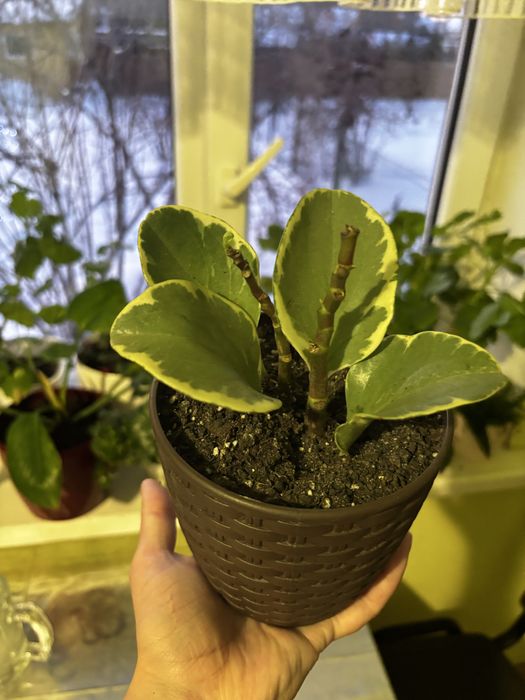 Пепероміі 2 вида