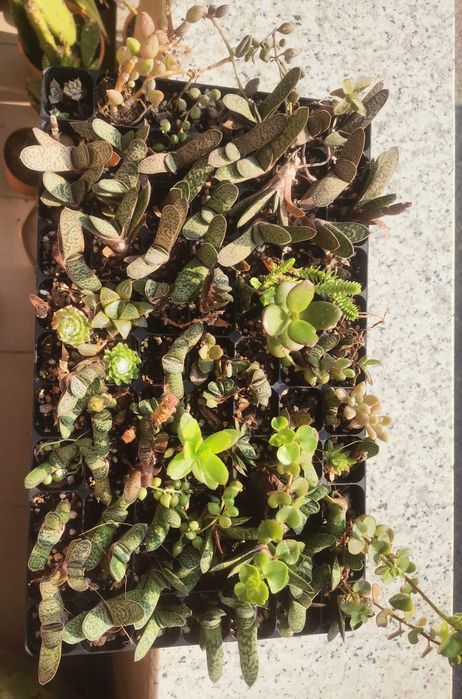 Suculentas gasteria