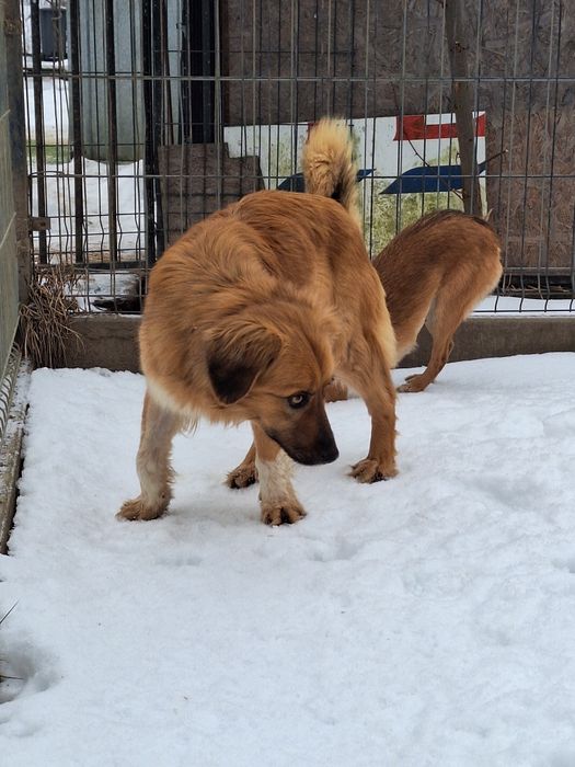 Sunia Sara szuka kochającego domu