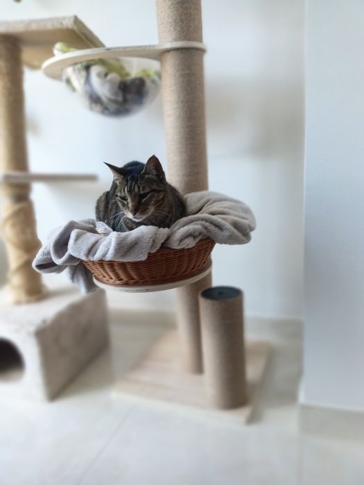 Árvore arranhador de gatos