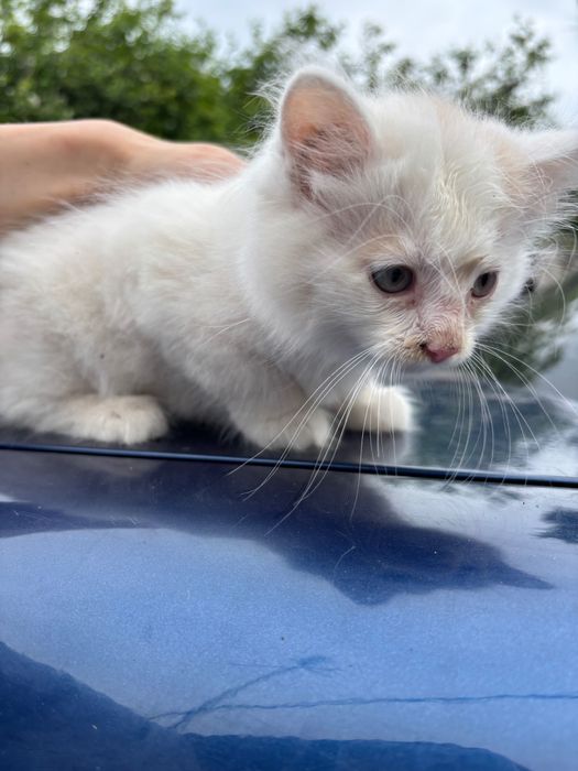 Маленькі кошенята