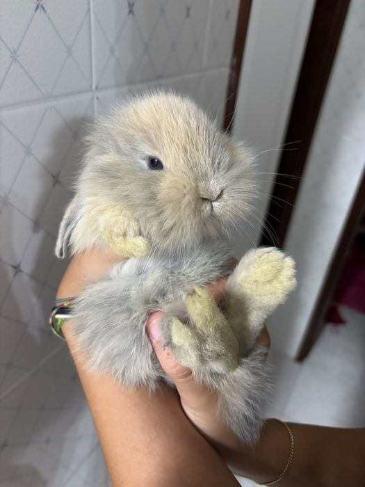 Coelho holandês orelhudo