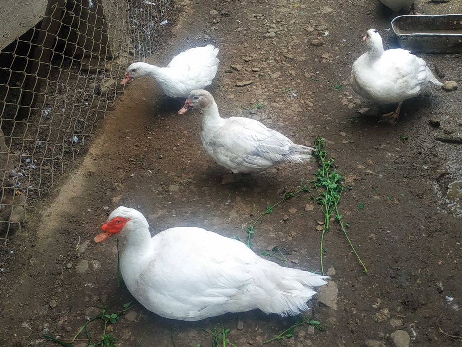 Продам качки білі