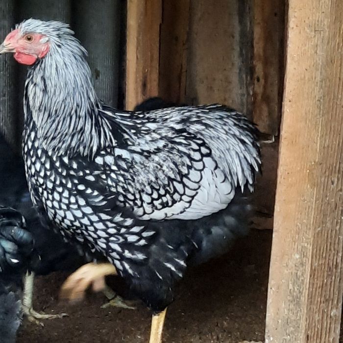 Молоденькі півники