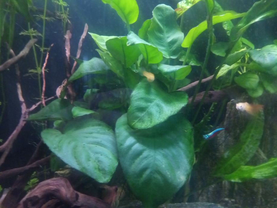 Anubias duży, ukorzeniony, odnoga