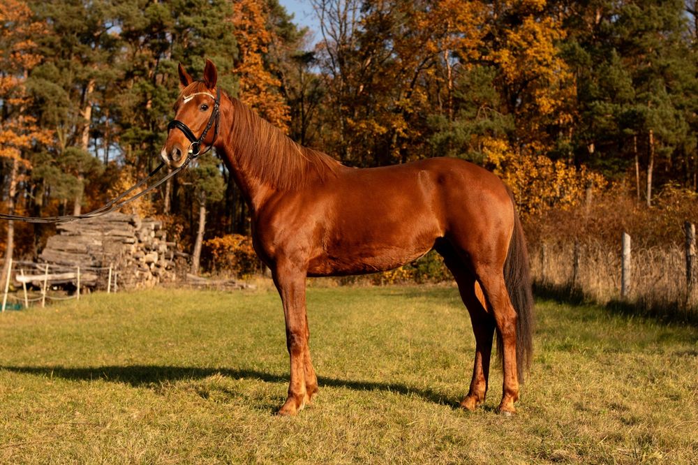 Cudowna klacz szuka nowego dom