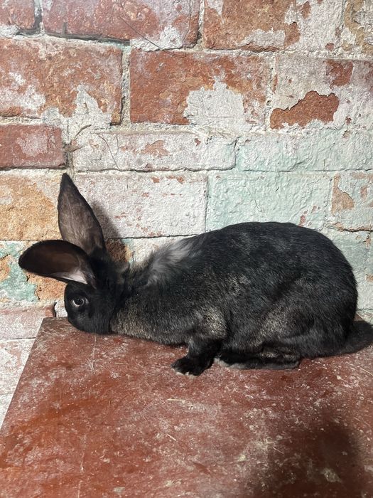 Krolik samica czarna