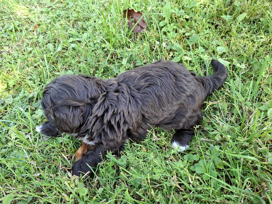 Shih-tzu piesek czekoladowy