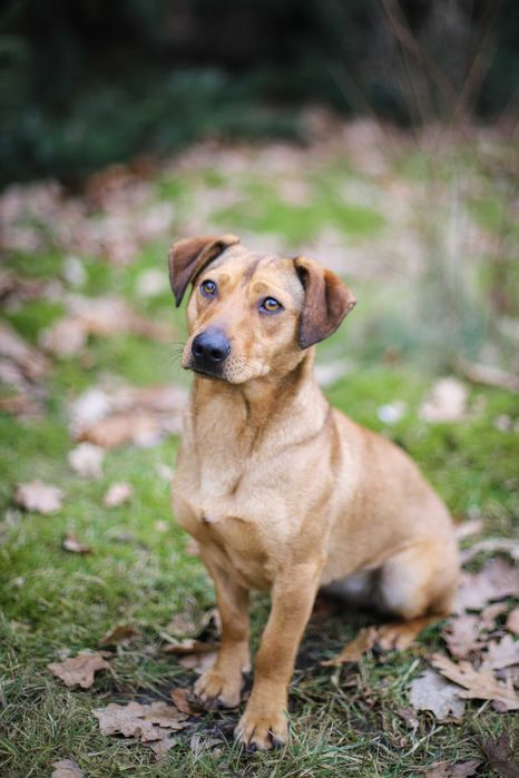 Smuti - młoda sunia w typie jamniczka filmik