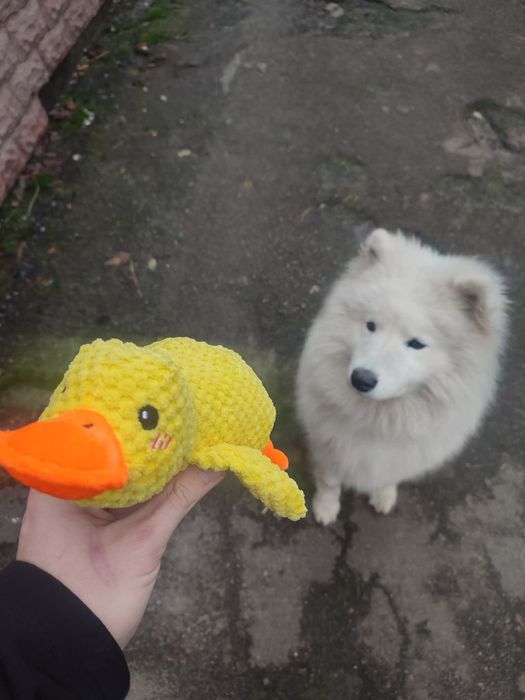 Віддам цуценят в добрі руки!