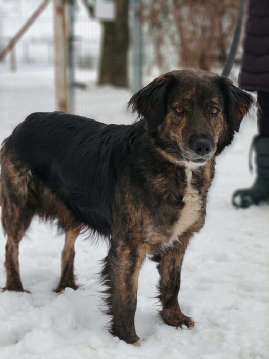 Sabcia czeka na swój kochający dom