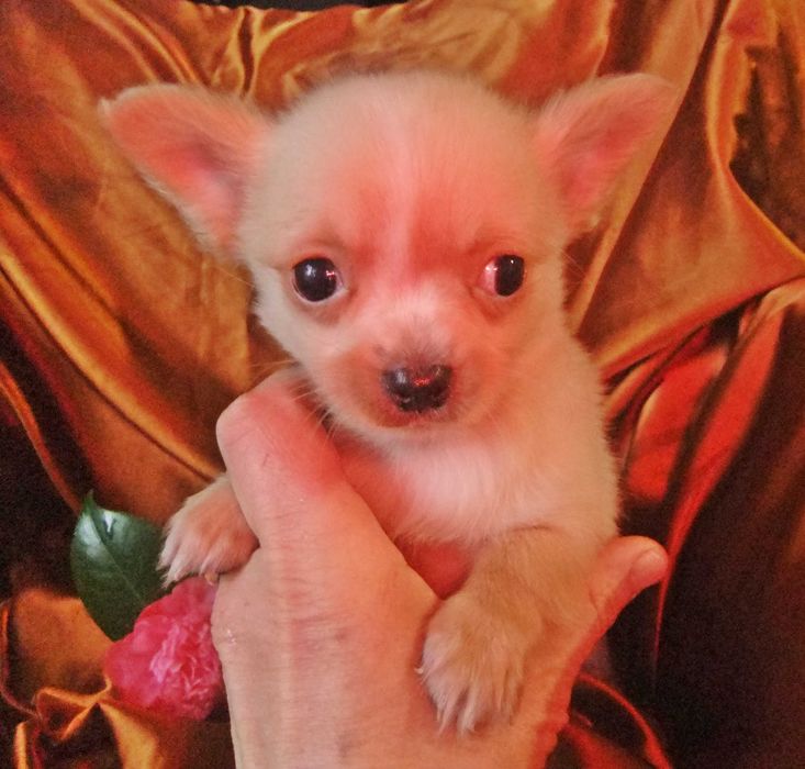 chihuahua mini  pêlo comprido