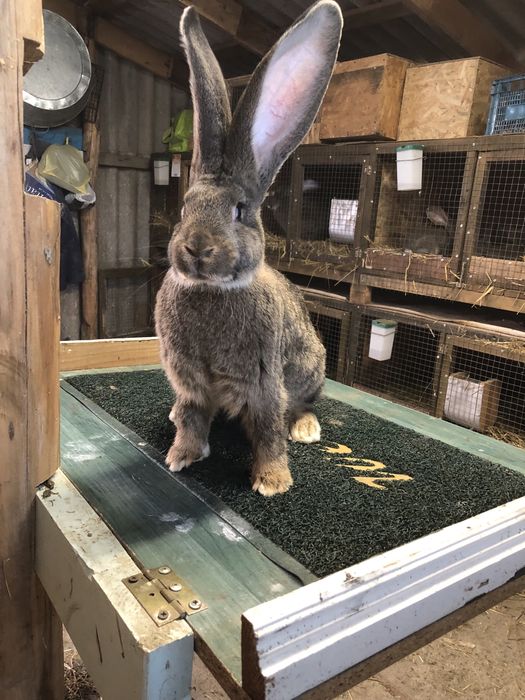 Бельгійський велетень