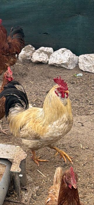 Vendo galo ( a galar ) galinhas adultas ( cerca de 2/3 anos ) ainda metem ovos e uma coquicha