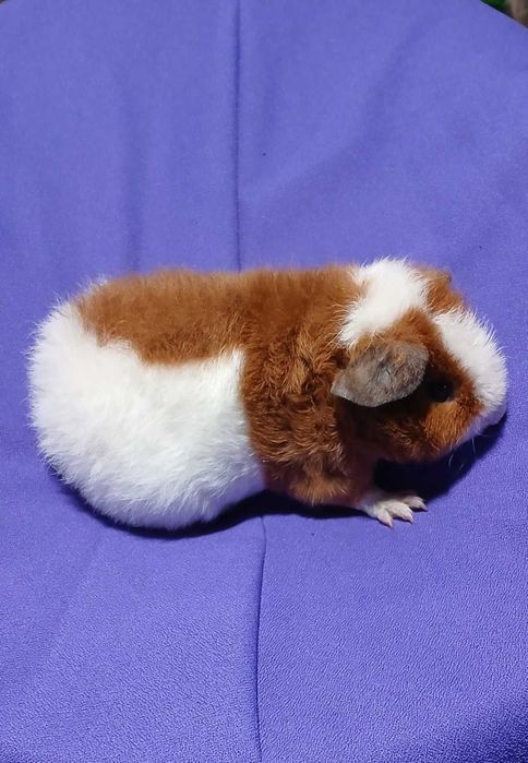 Морська свинка, тедді