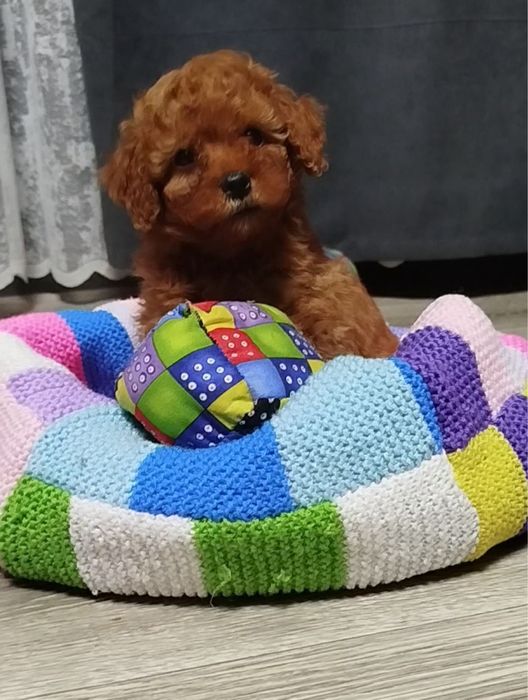 Чудові хлопчики Той пудель