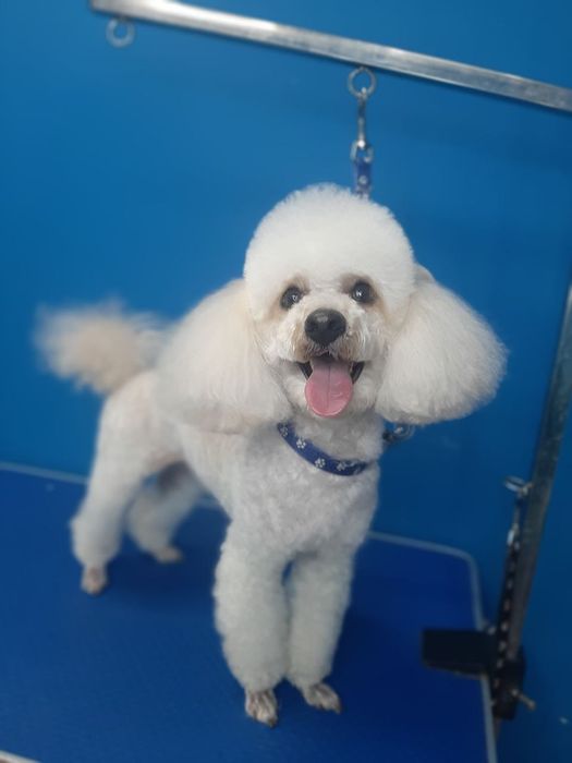 Той пудель в'язка