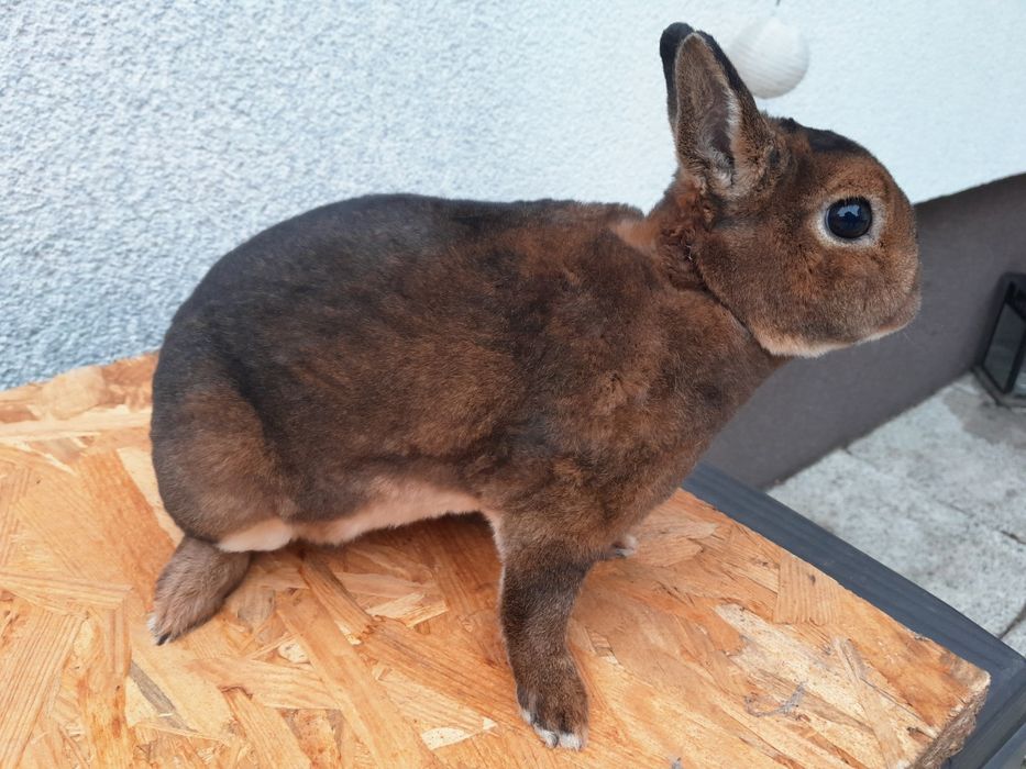 Królik karzełki castorex KCRX