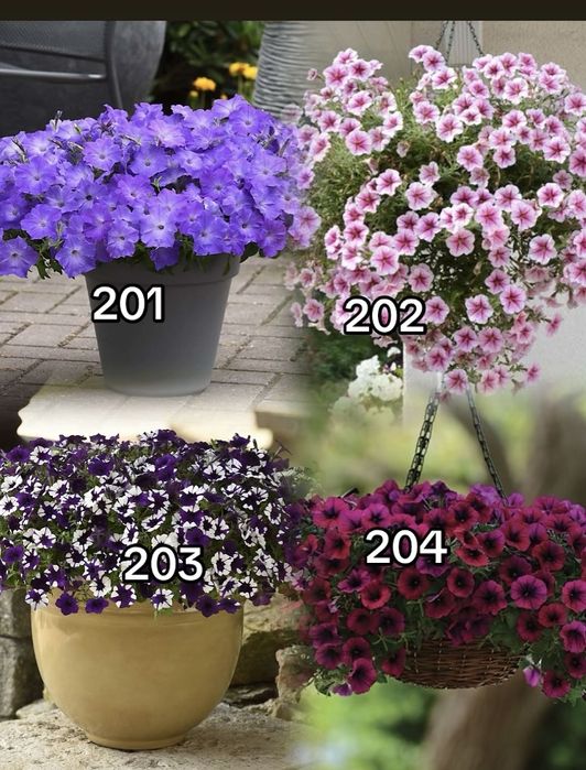 Петунія,сурфінія, калібрахоа тайдали