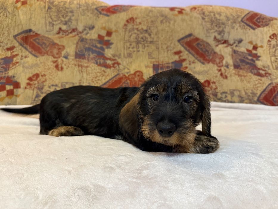 Jamnik szorstkowłosy piesek ur. 20.09.25