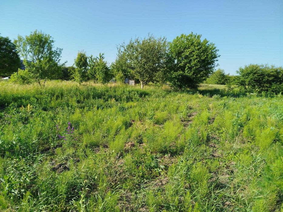 (8) Продам земельну ділянку в с. Медвеже Вушко 8614