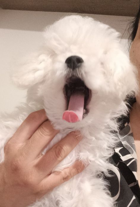 Bichon frise suczka  FCI ZKwP