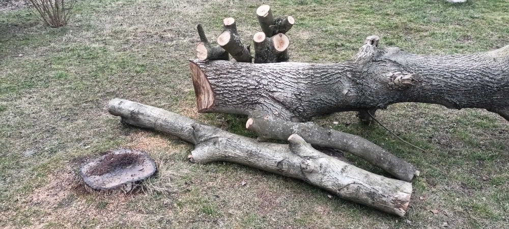 Sprzedam drzewo orzech włoski