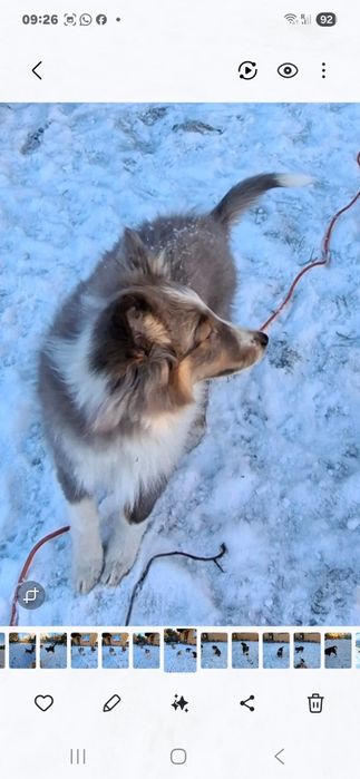 Owczarek szetlandzki piesek blue merle.