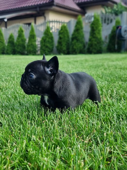 Buldog Francuski ZKwP/FCI po Multichampionie!